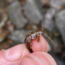Image of Appalachian Salmonfly