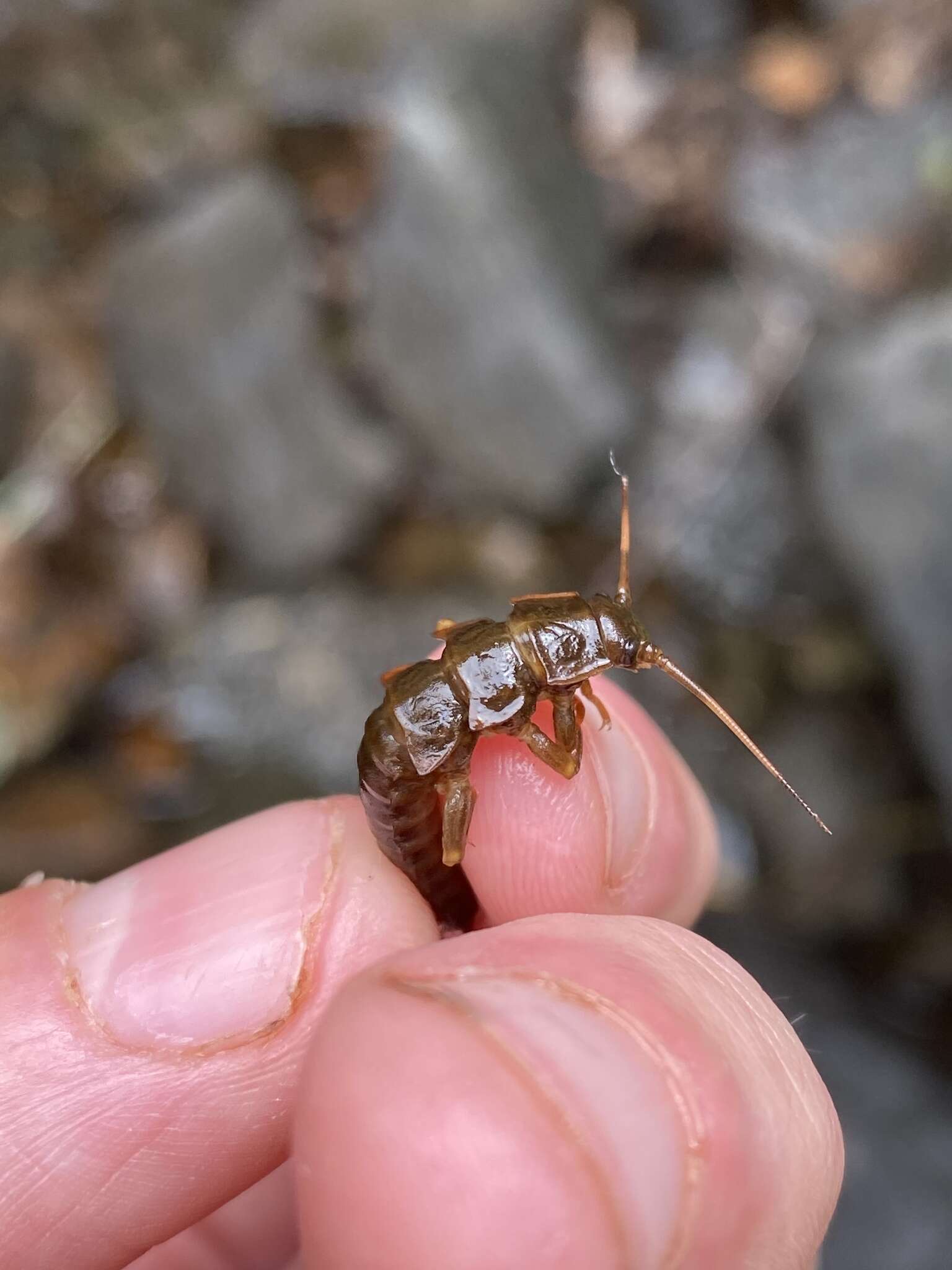 Image of Appalachian Salmonfly