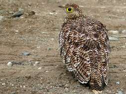 Image of Double-banded Sandgrouse