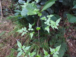 Image of Clematis peterae var. lishanensis (T. Y. Yang & T. C. Huang) W. T. Wang