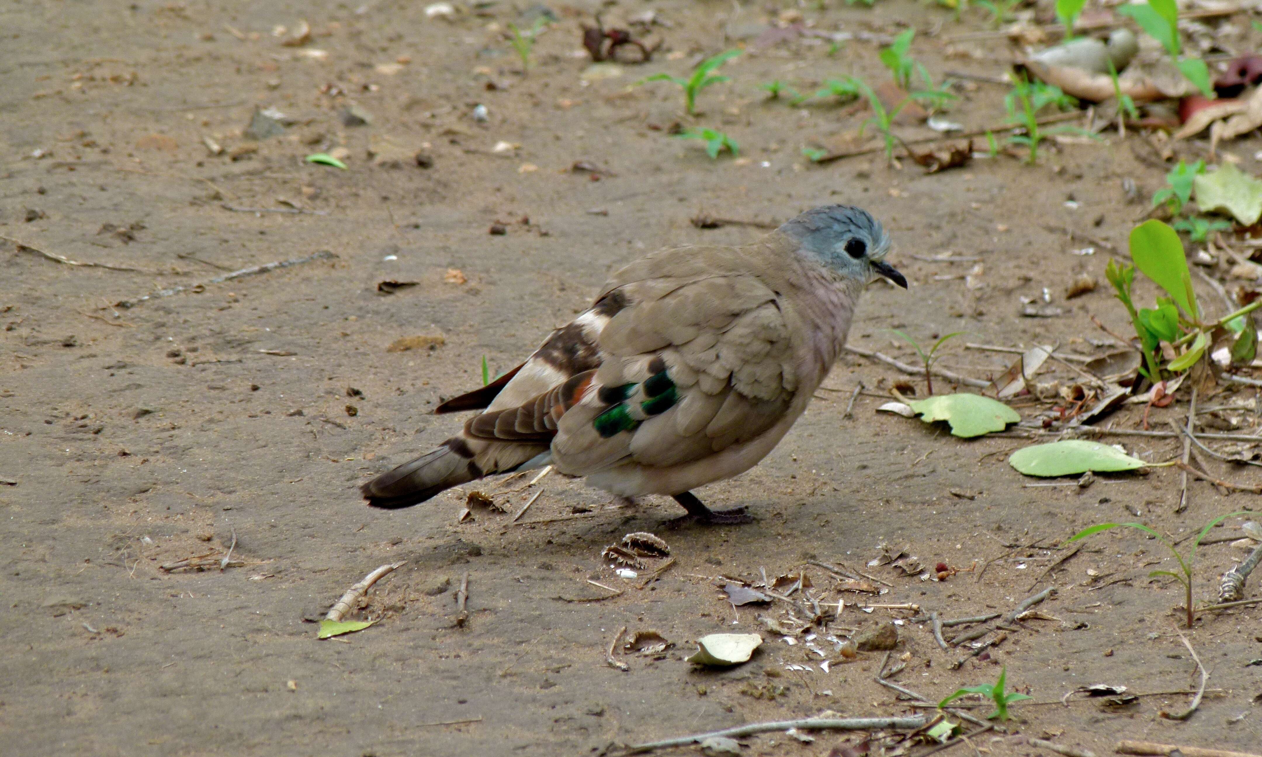 Image of Emerald-spotted Dove