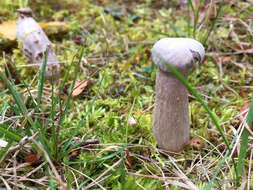 Image of Laccaria ochropurpurea (Berk.) Peck 1897