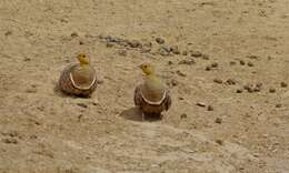 Image of Namaqua Sandgrouse