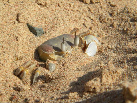 Image of Red Sea ghost crab