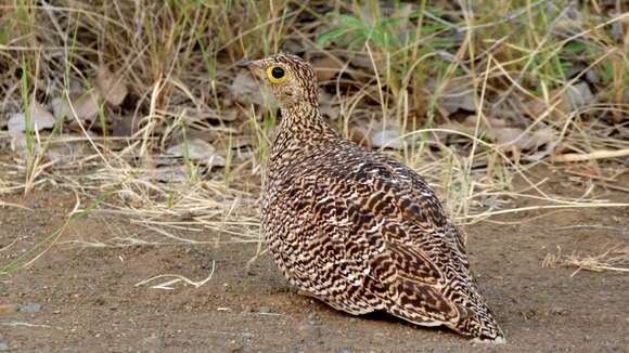 Image of Double-banded Sandgrouse