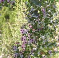 Image of hairy grey heather