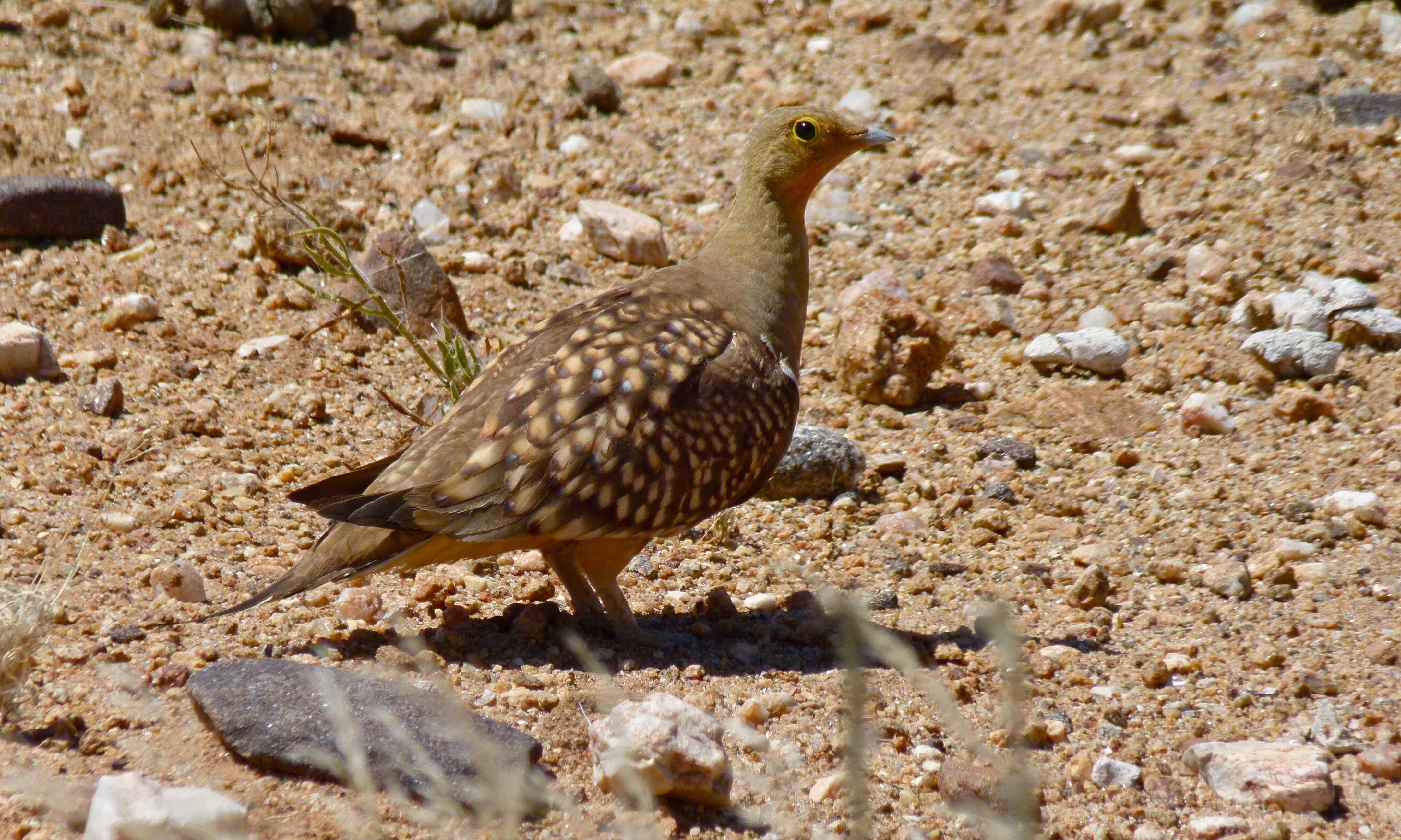 Image of Namaqua Sandgrouse