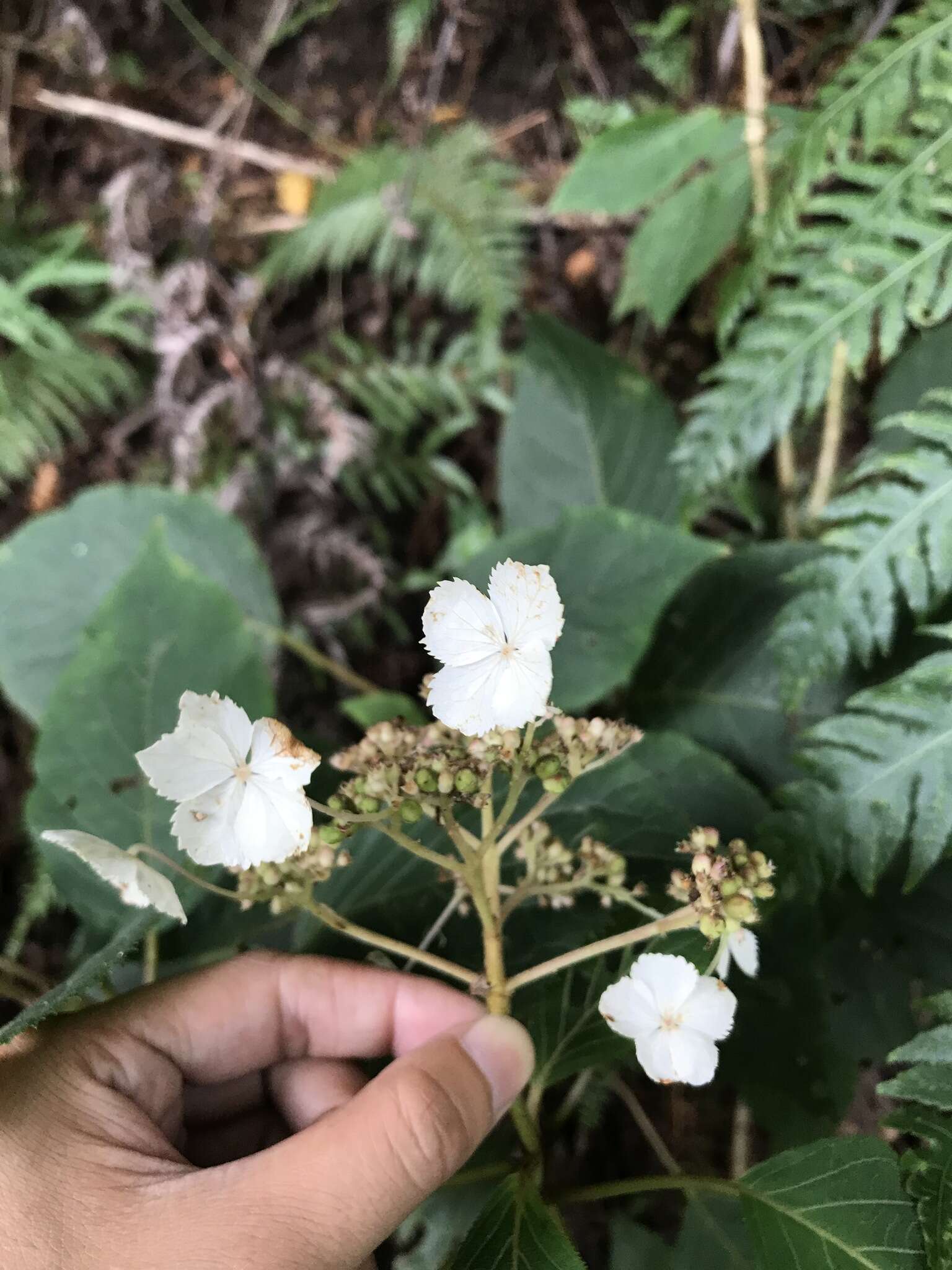 Image of Hydrangea aspera Buch.-Ham. ex D. Don