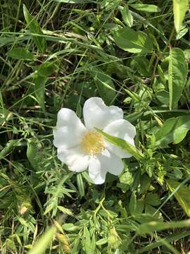 Image of white prairie rose