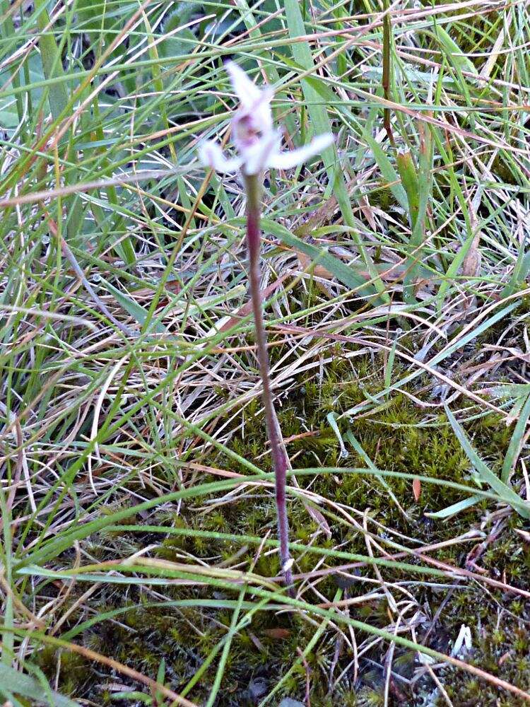 Image de Caladenia variegata Colenso