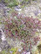 Image of Epilobium australe Poepp. & Hausskn.