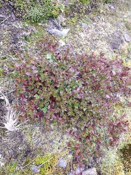 Слика од Epilobium australe Poepp. & Hausskn.