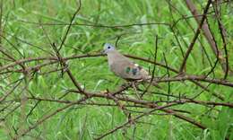 Image of Emerald-spotted Dove