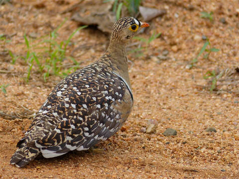 Image of Double-banded Sandgrouse