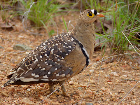 Image of Double-banded Sandgrouse