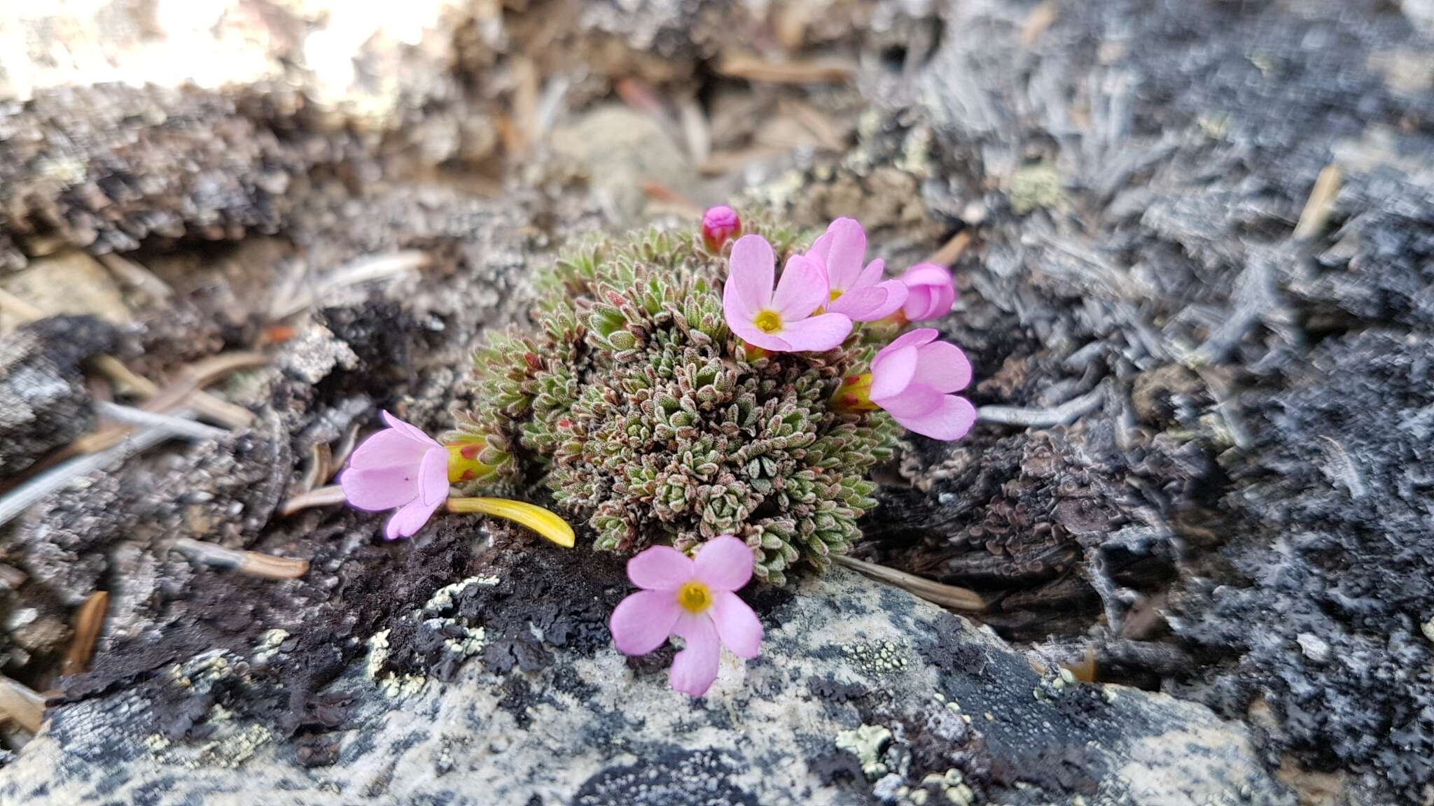 Douglasia gormanii Constance resmi