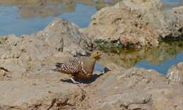 Image of Namaqua Sandgrouse