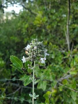 Sivun Clinopodium serpyllifolium (M. Bieb.) Kuntze kuva