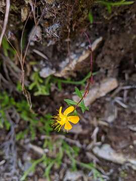 Image of Hypericum nagasawai Hayata