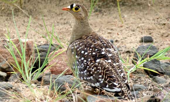 Image of Double-banded Sandgrouse