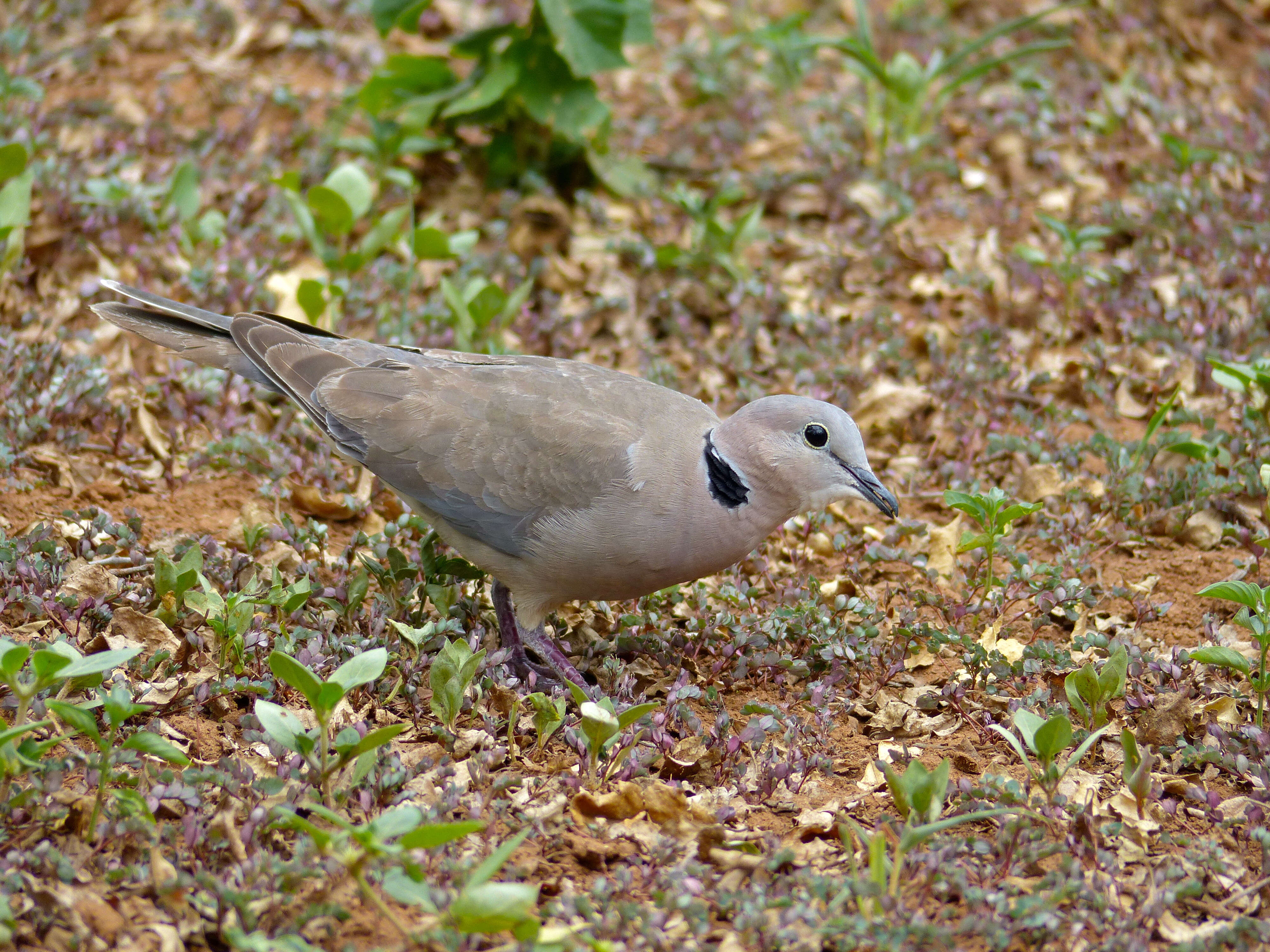 Image of Streptopelia Bonaparte 1855