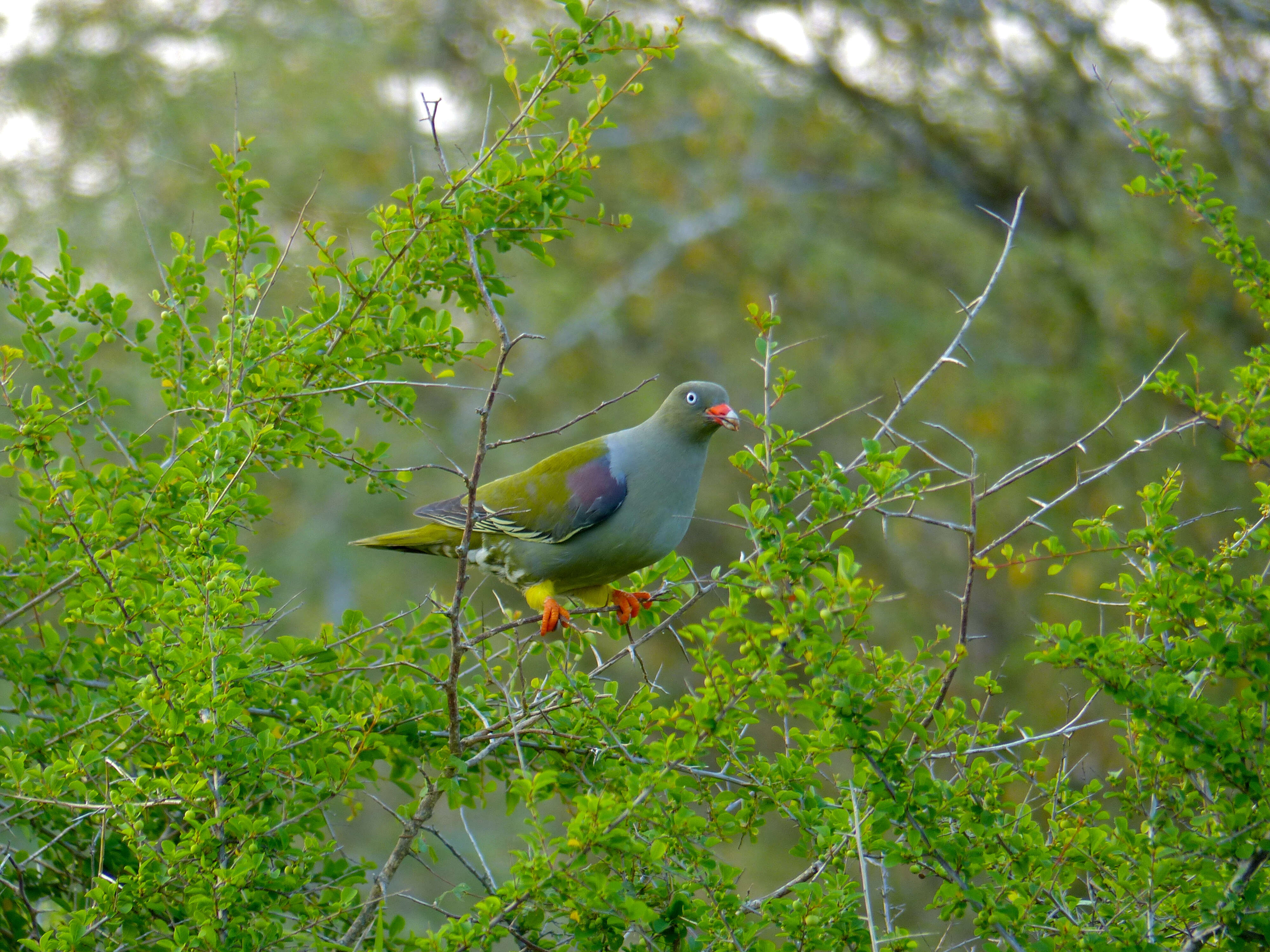 صورة Treron calvus (Temminck 1811)