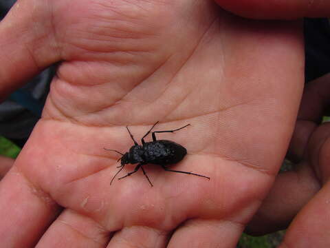 Carabus (Hygrocarabus) variolosus Fabricius 1787 resmi