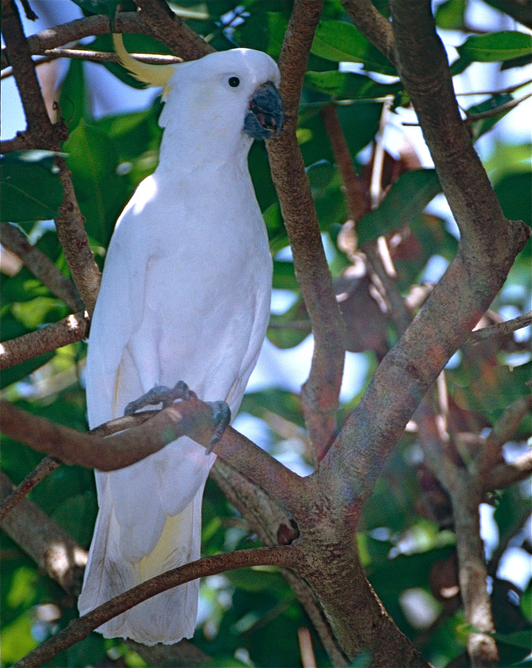 Image of Sulphur-crested Cockatoo