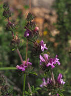 Image of Persian zatar