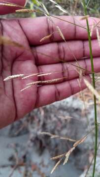 Megastachya mucronata (Poir.) P. Beauv. resmi