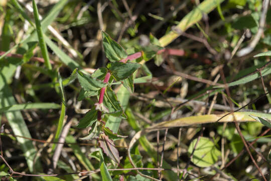 Image de Hypericum triquetrifolium Turra