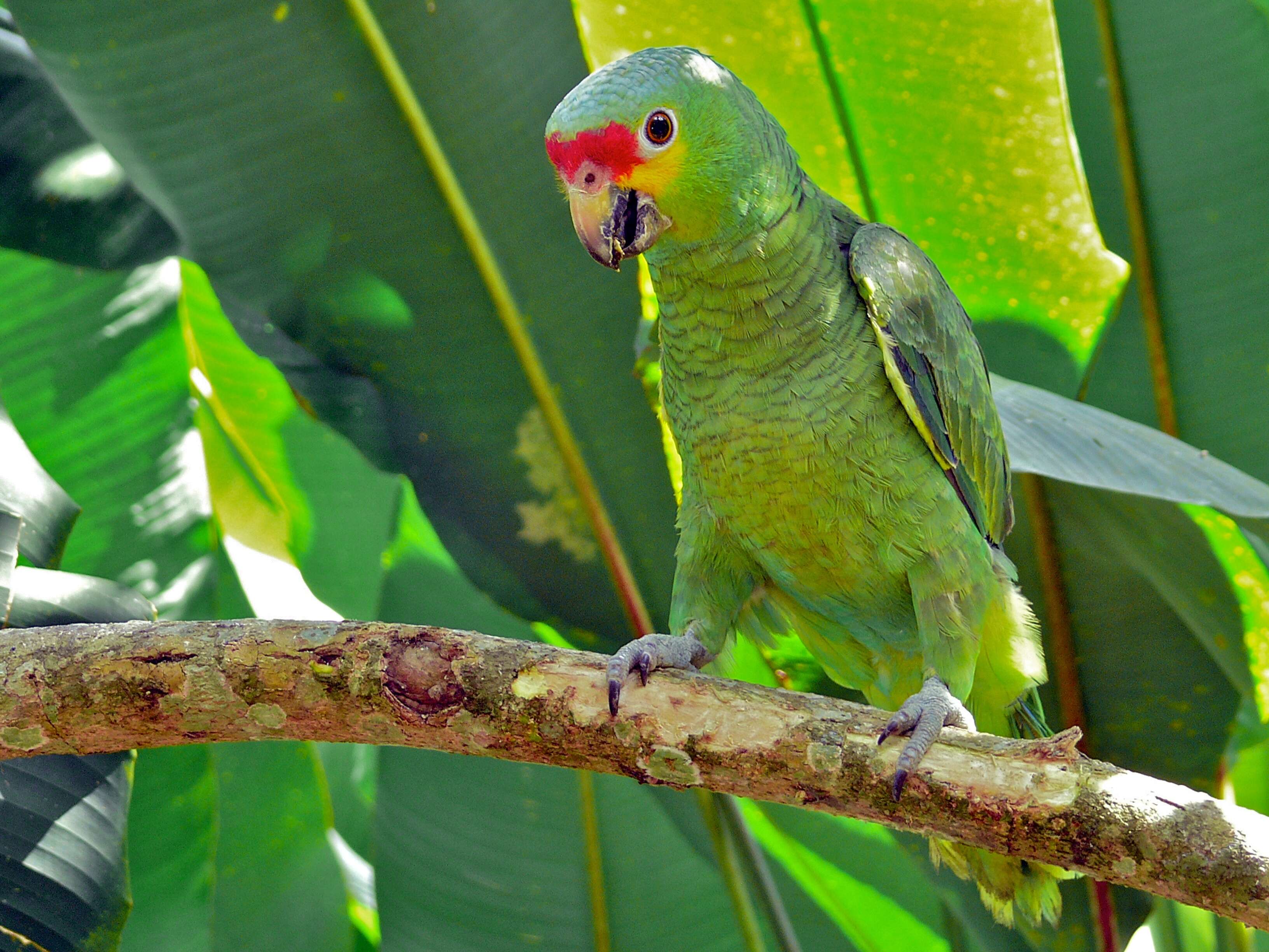 Imagem de Amazona autumnalis (Linnaeus 1758)