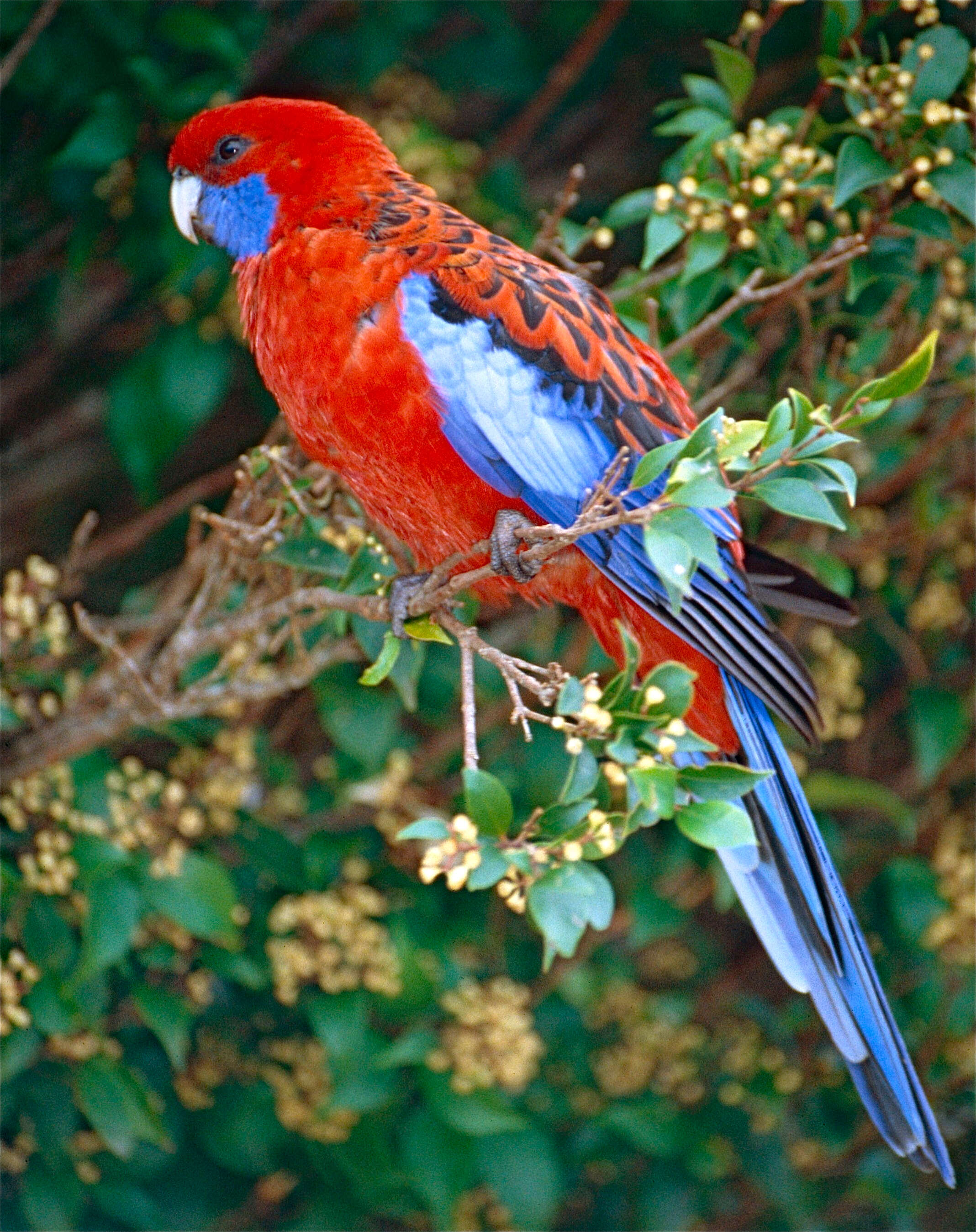 Image de Perruche de Pennant