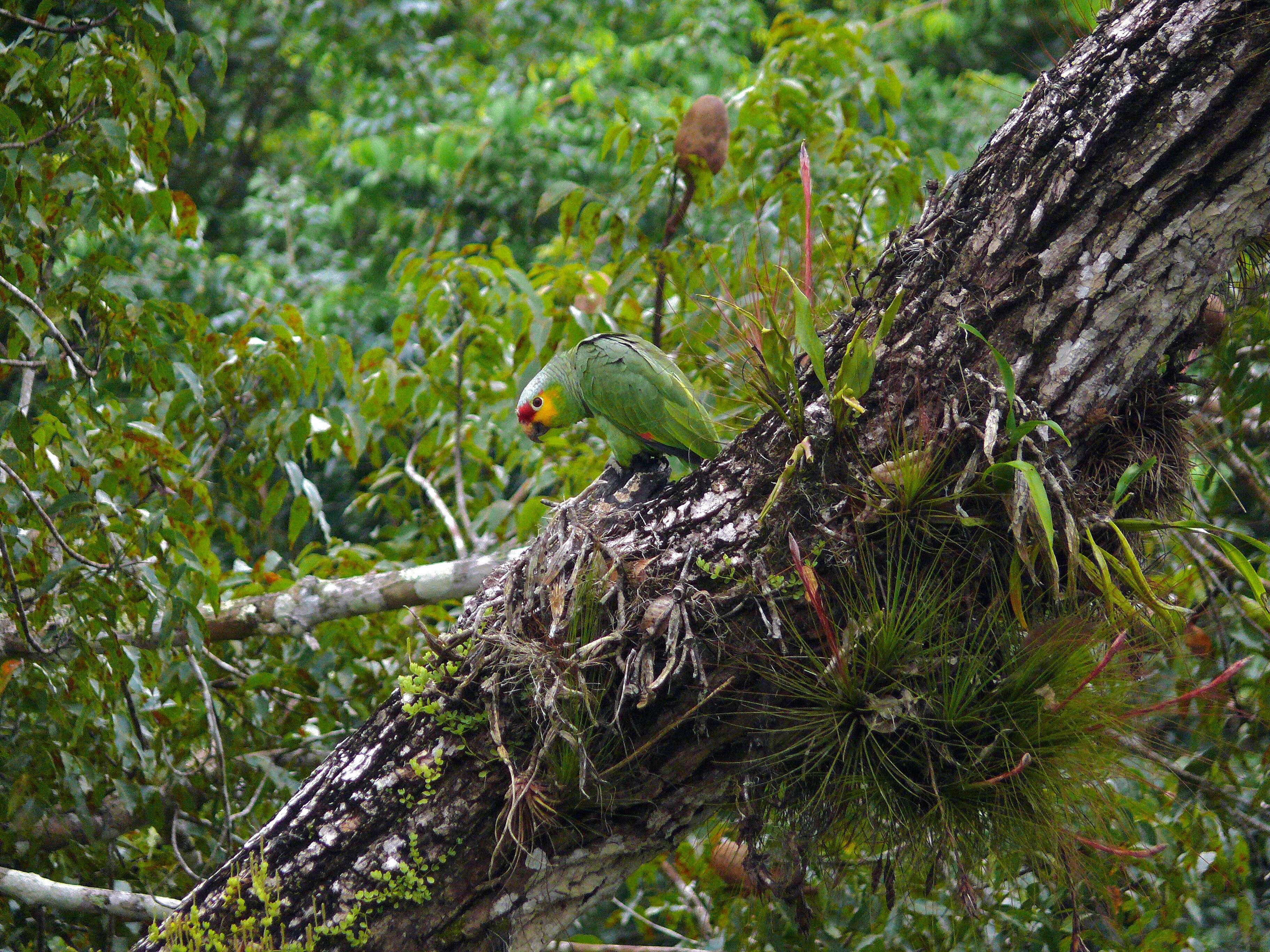 Imagem de Amazona autumnalis (Linnaeus 1758)