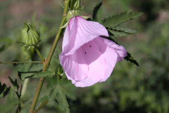 Hibiscus striatus Cav.的圖片