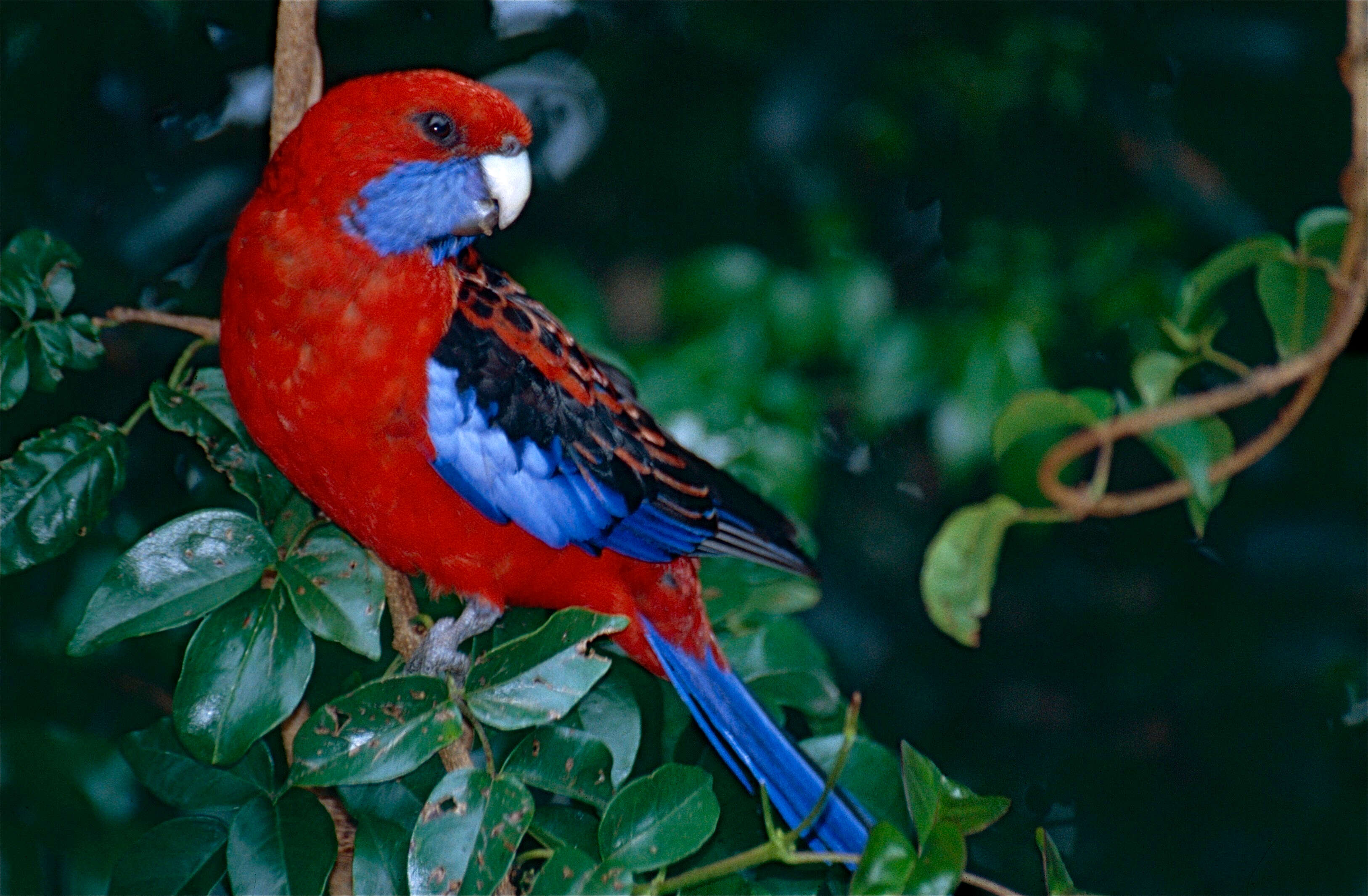 Image de Perruche de Pennant