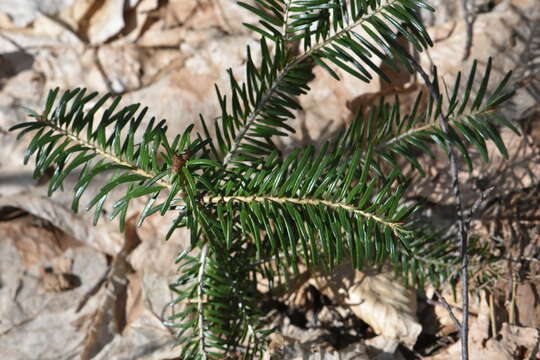 Image of Caucasian Fir