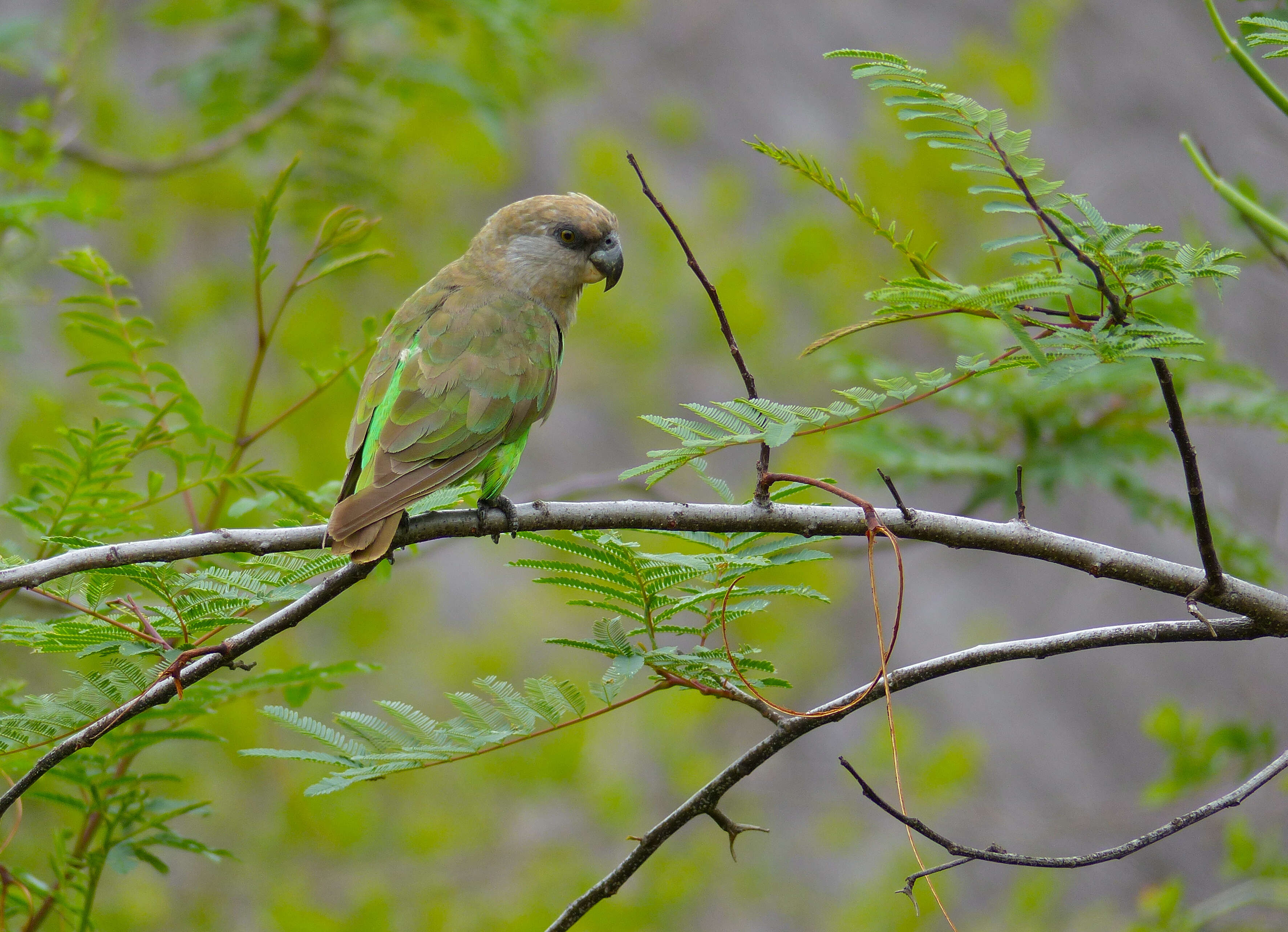 Image of Poicephalus Swainson 1837