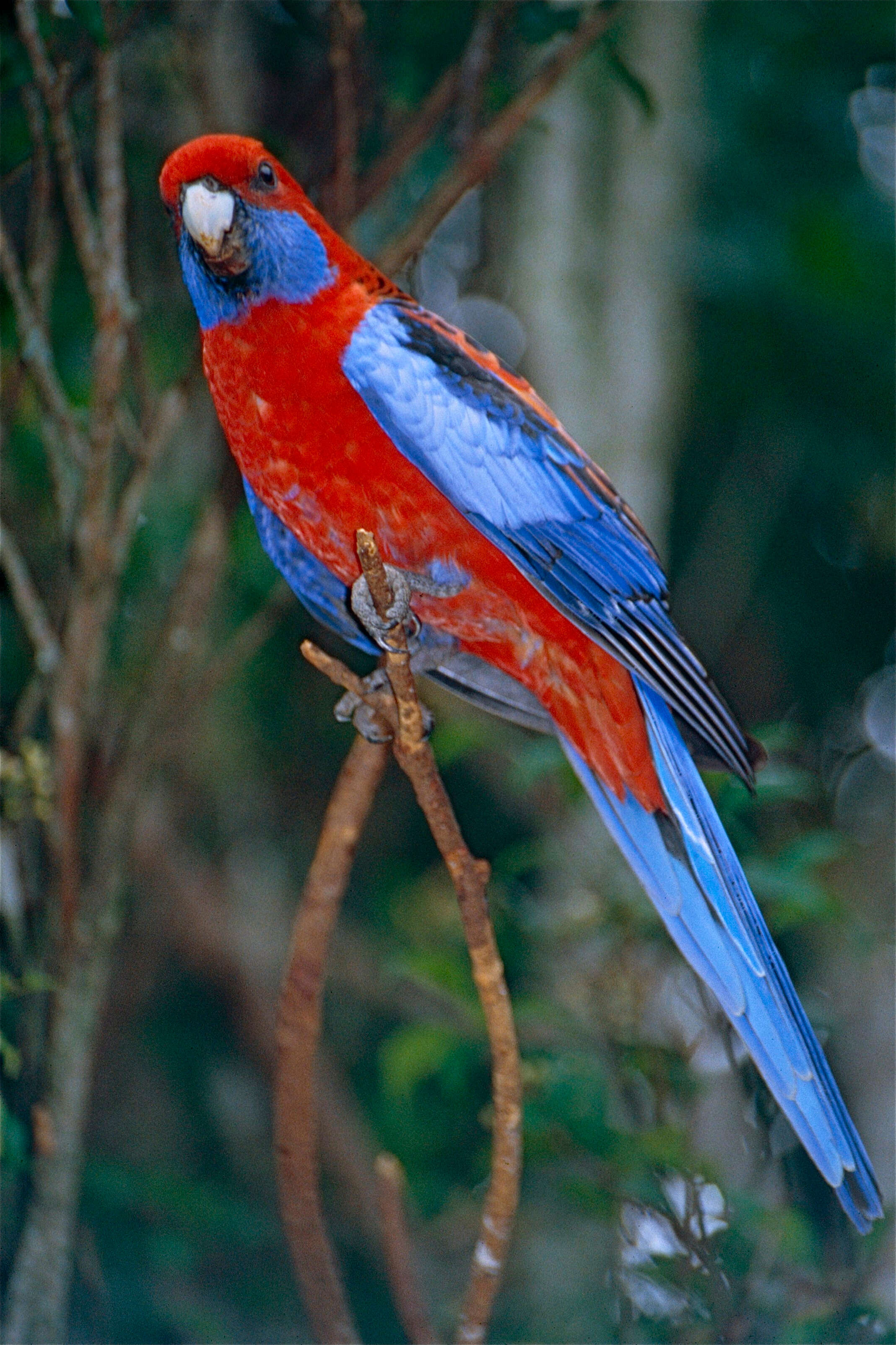 Image de Perruche de Pennant