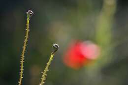 Imagem de Papaver umbonatum Boiss.