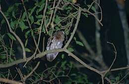 Image of Madagascar Scops-owl