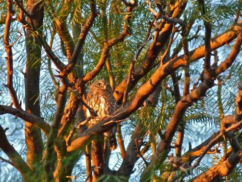 صورة Glaucidium perlatum (Vieillot 1817)