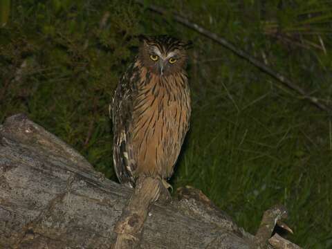 Image of Buffy Fish Owl