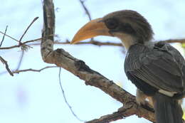 Image of Ceylon Grey-Hornbill