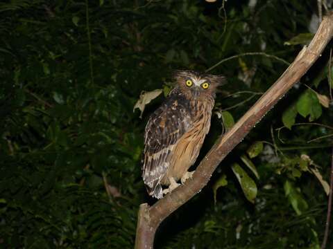 Image of Buffy Fish Owl