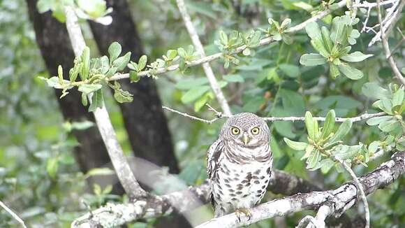 Image of African Barred Owlet