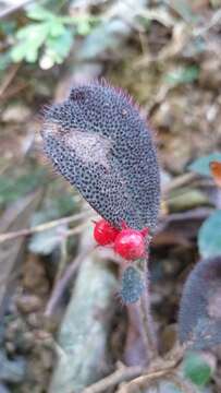 Imagem de Ardisia mamillata Hance