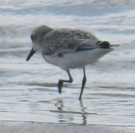 Image of Semipalmated Sandpiper