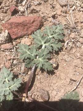 Image of globe springparsley