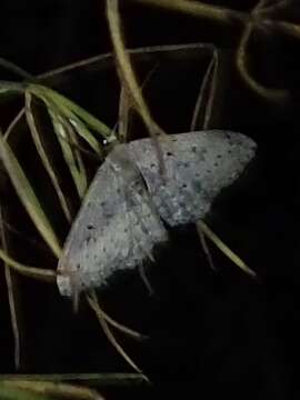 Image of Scopula guancharia Alphéraky 1889